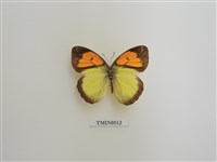 藏品(異粉蝶)的圖片